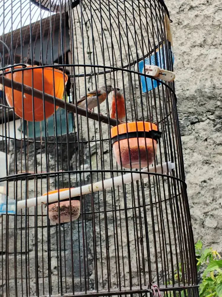 Burung Red siskin Sepasang