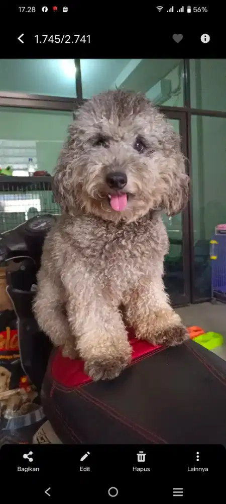 Pejantan Toy Poodle Silver