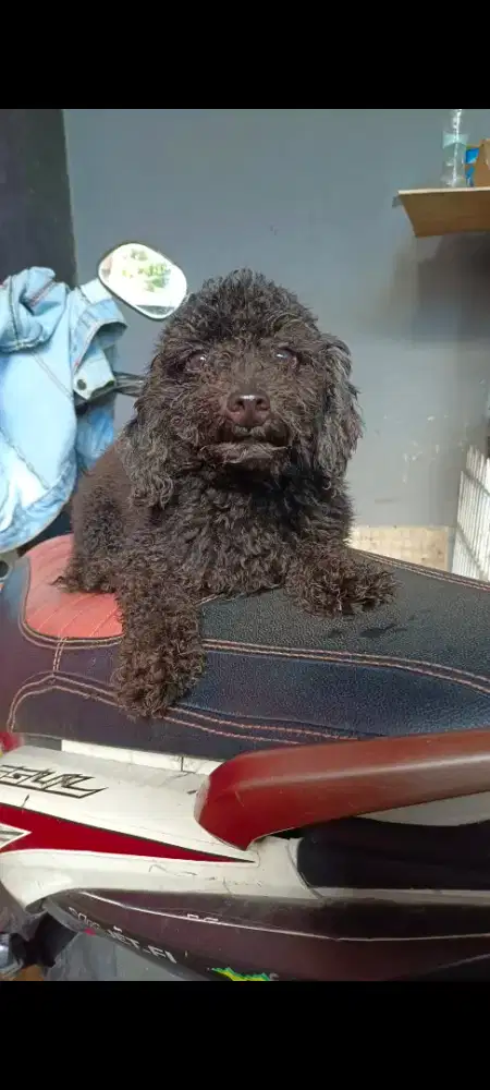 Pejantan Tiny poodle black