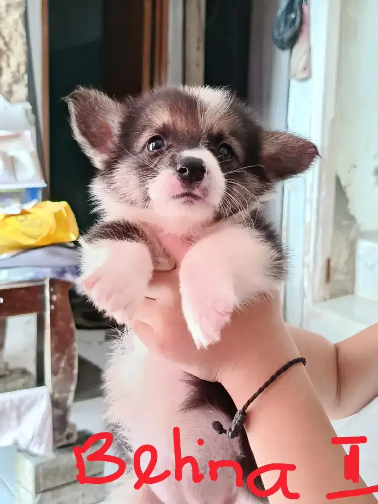 Jual anakan Welsh corgi