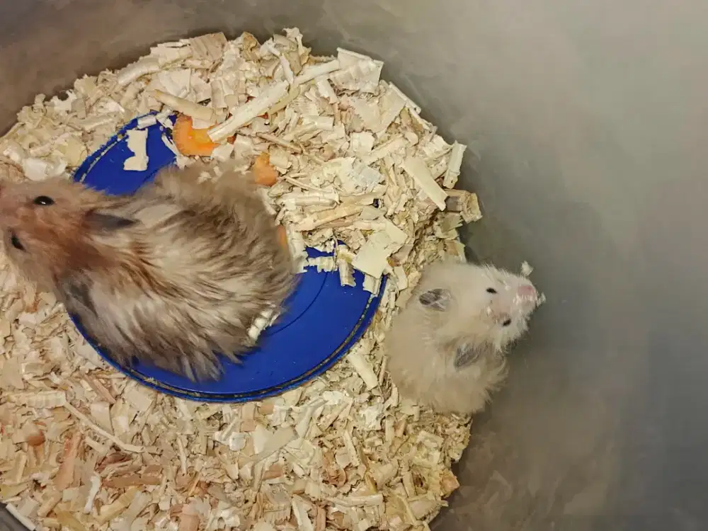 sepasang longhair indukan udah 2× produksi