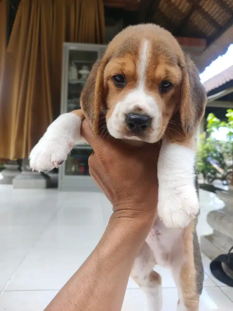 Anakan beagel jantan pure