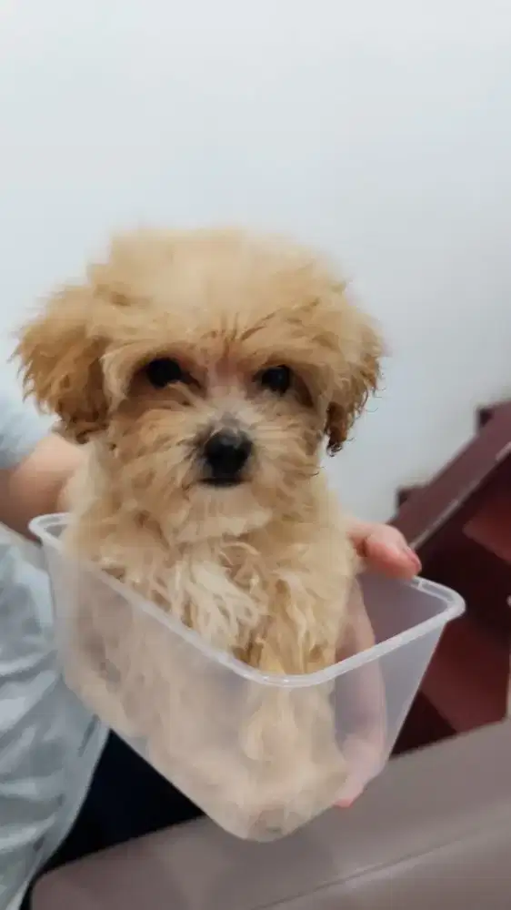 Anak Anjing Poodle Puppy Pudel Lucu