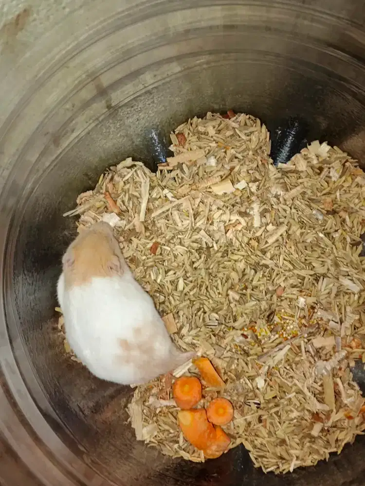 Syrian short hair gembul