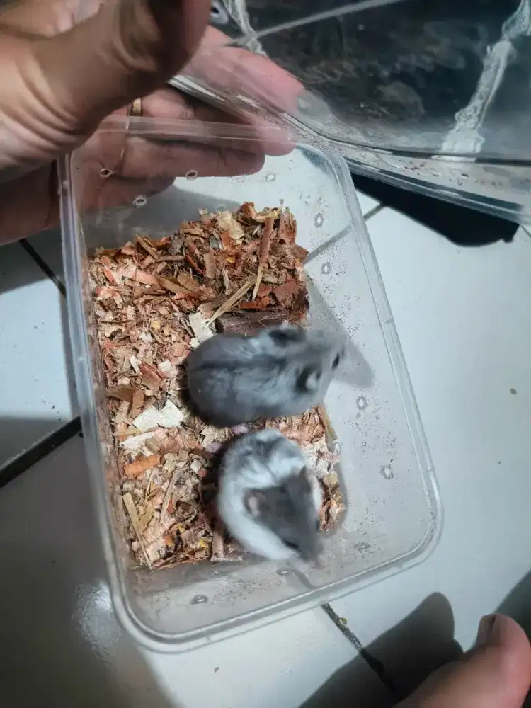 CAMPBELL BLUE DWARF SEPASANG