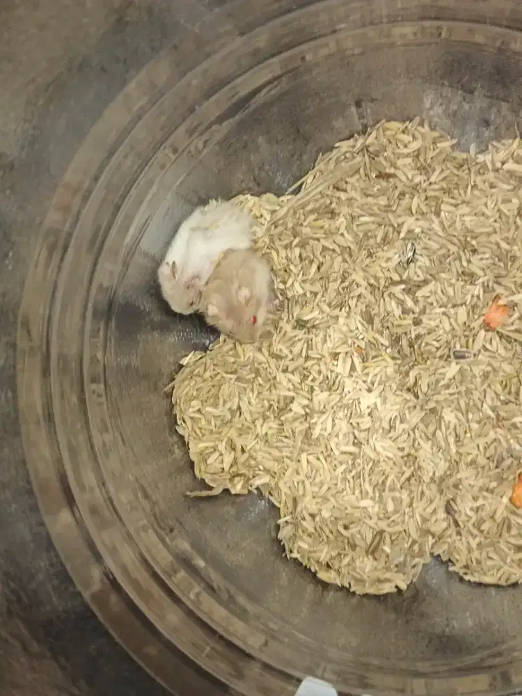 ANAKAN WINTER SEPASANG