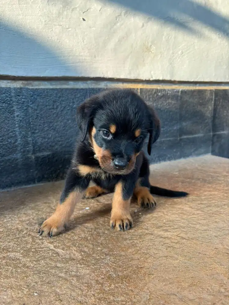Puppies Rottweiler ~ Anak Anjing Rottweiler