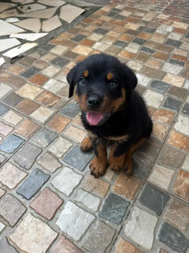 Puppies Rottweiler ~ Anak Anjing Rottweiler