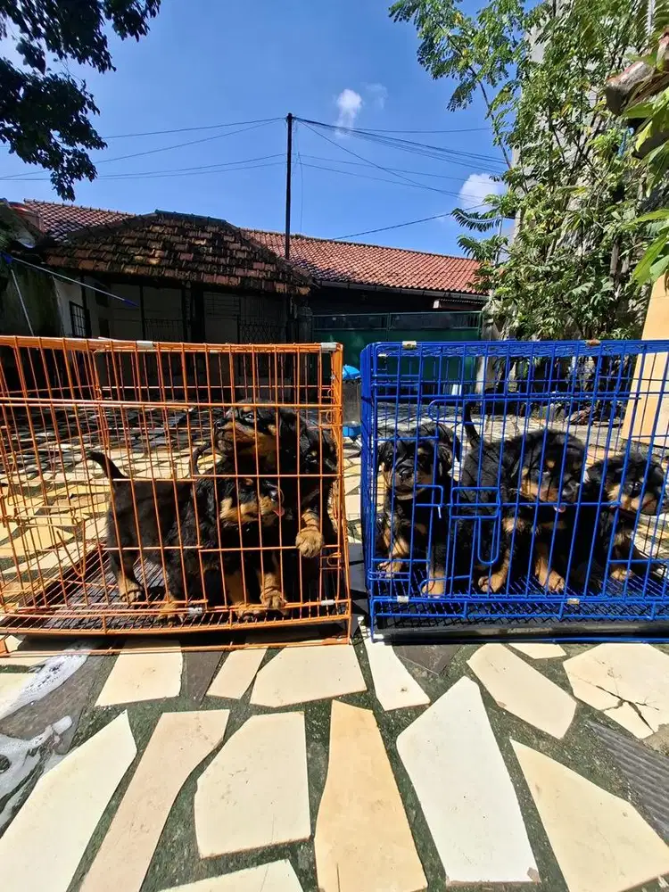 Puppies Rottweiler ~ Anak Anjing Rottweiler