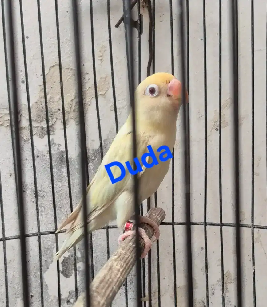 Lovebird, Love bird, biowing pf n biowing aqua