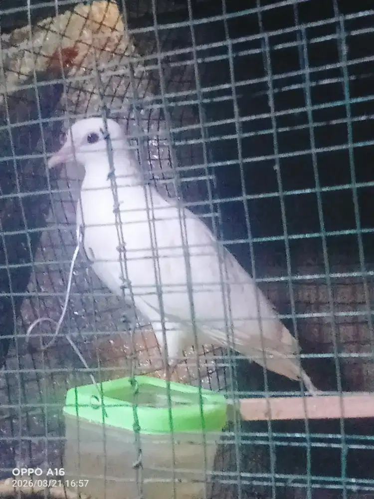 Tekukur putih kapas kuk 1s2 jantan indukan