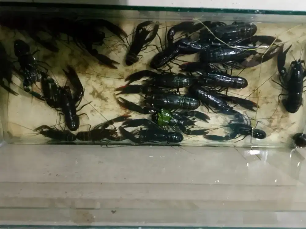 15 ekor lobster & aquarium
