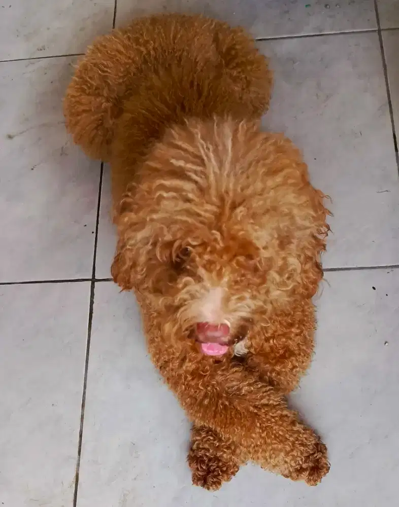 Poodle jantan 1tahun