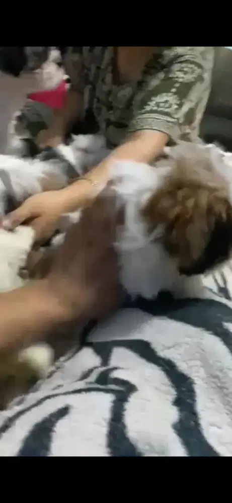 Sitzu puppy tricolor