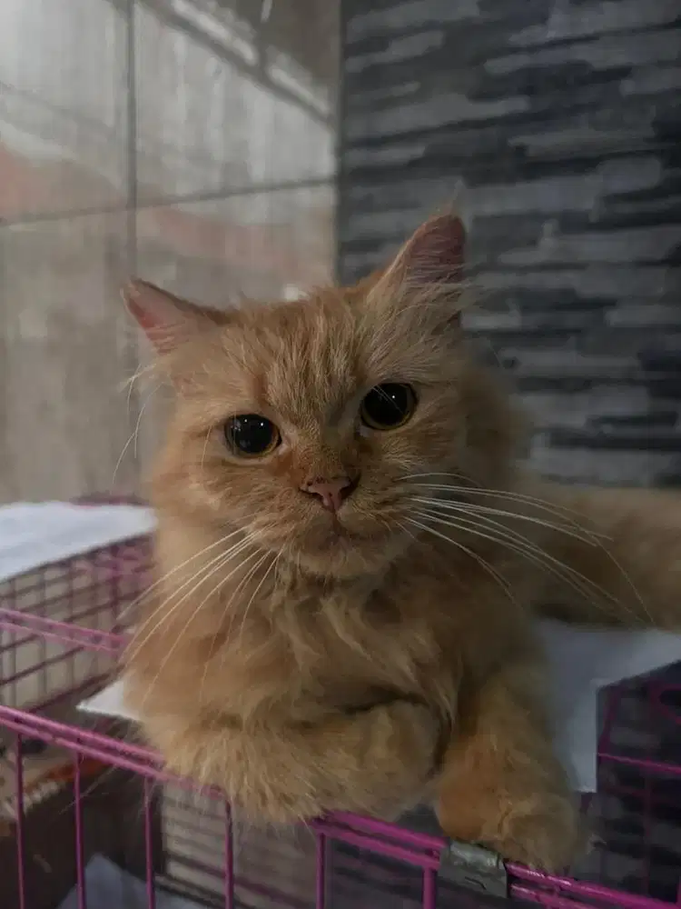 kucing oren persia 2 tahun lebih