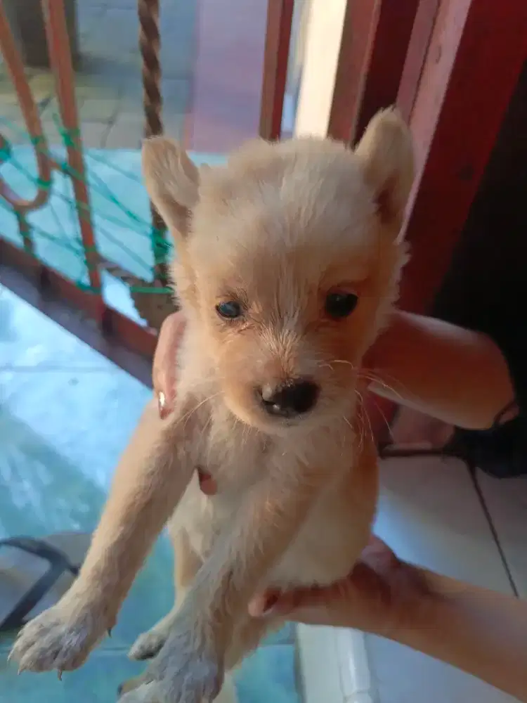 ANAK ANJING UMUR 1BULAN LEBIH