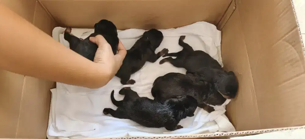 Anjing rotwailer puppy