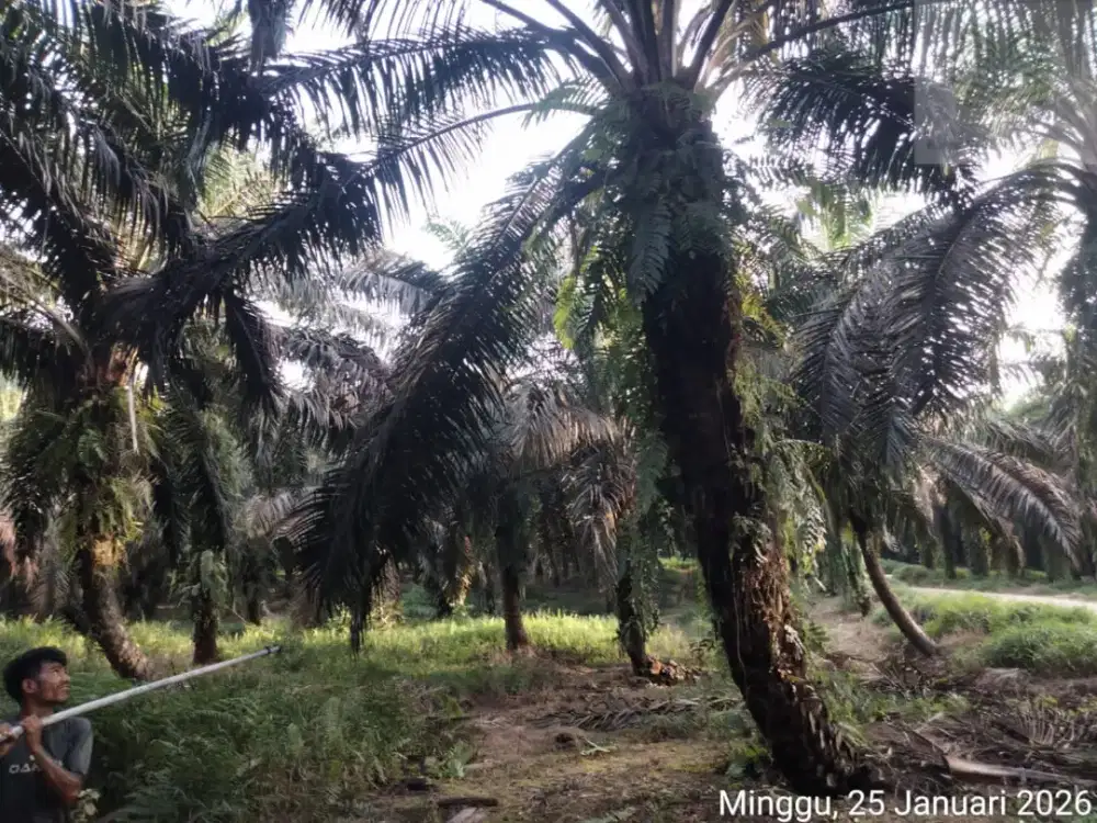 Cari karyawan lanjang danpasutri panen Dan perawatan