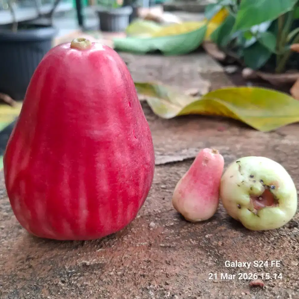 Jambu jamaika (jambu jumbo)