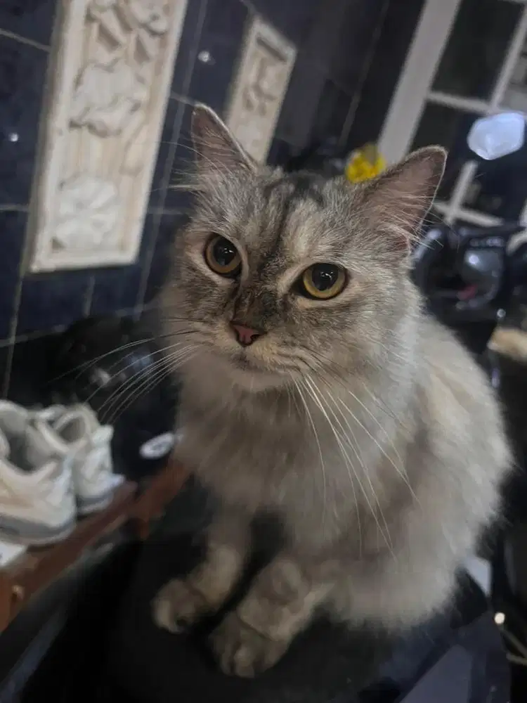 KUCING ABU GARIS PERSIA STERIL UMUR 2 tahun lebih