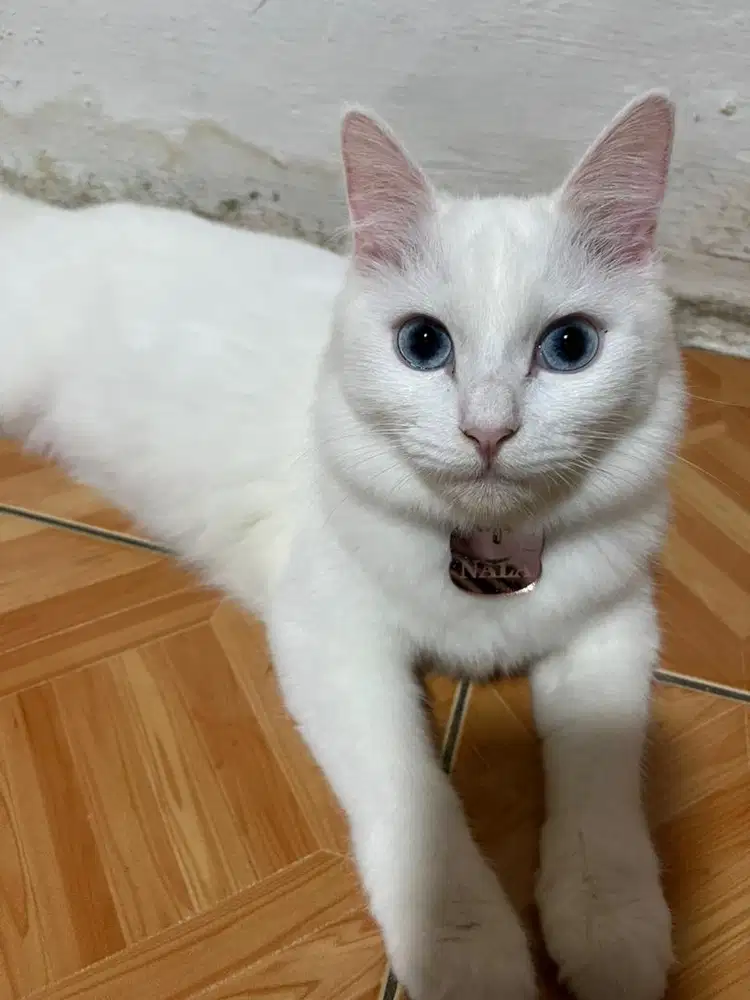 Kucing persia blue eye