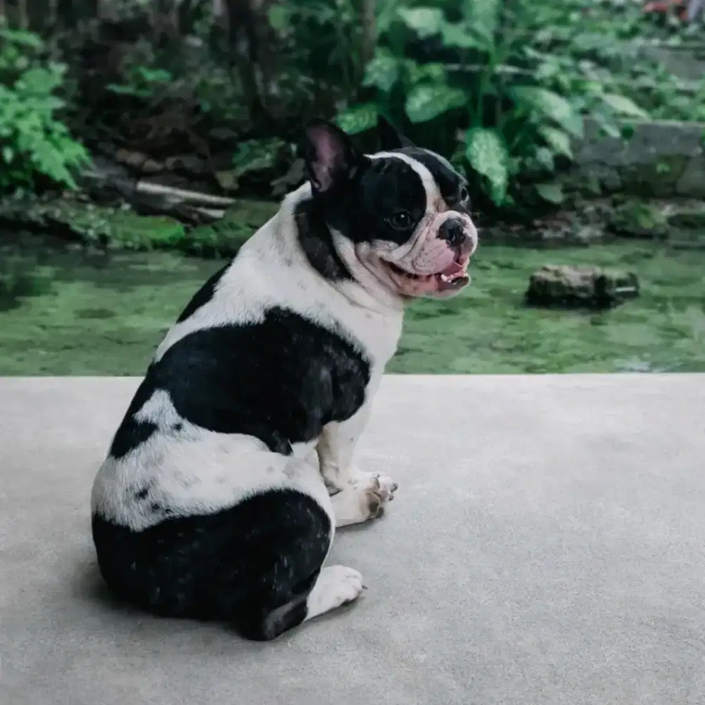 French bulldog  open stud/pacak