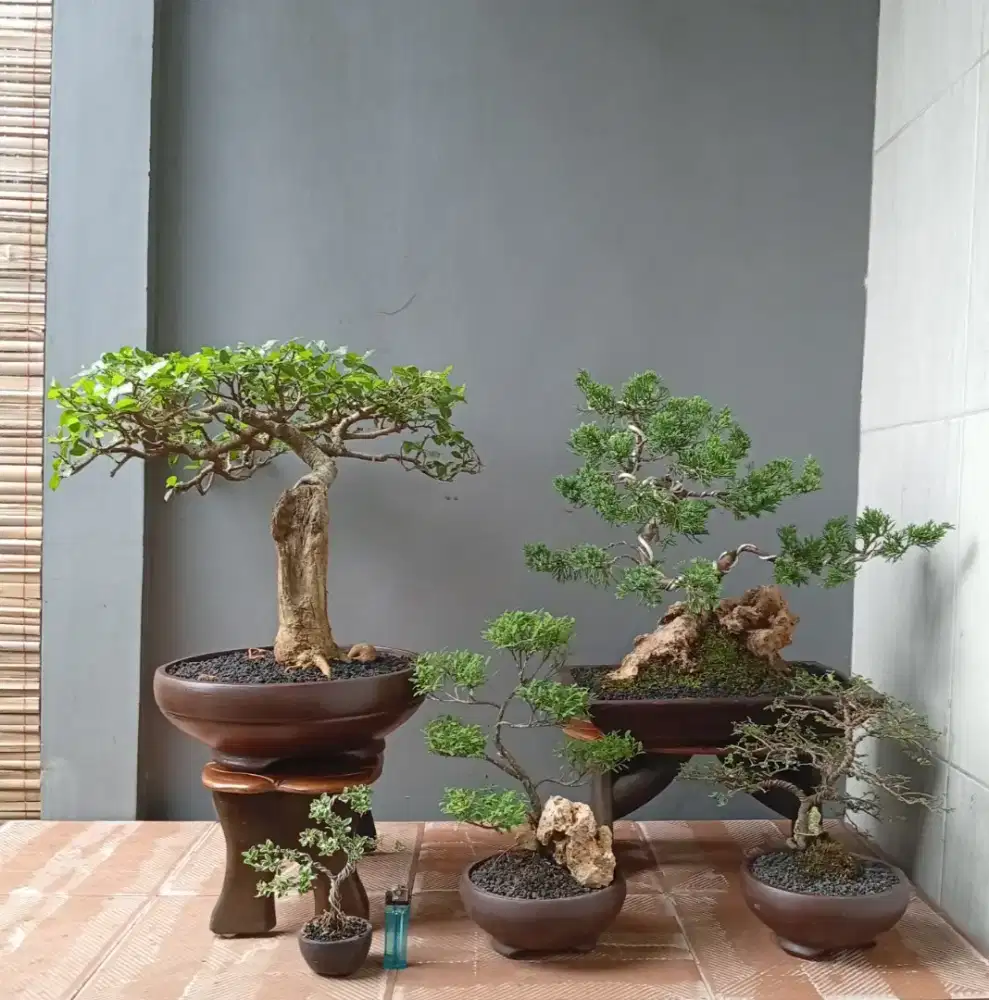 5 pot bonsai mini cantik