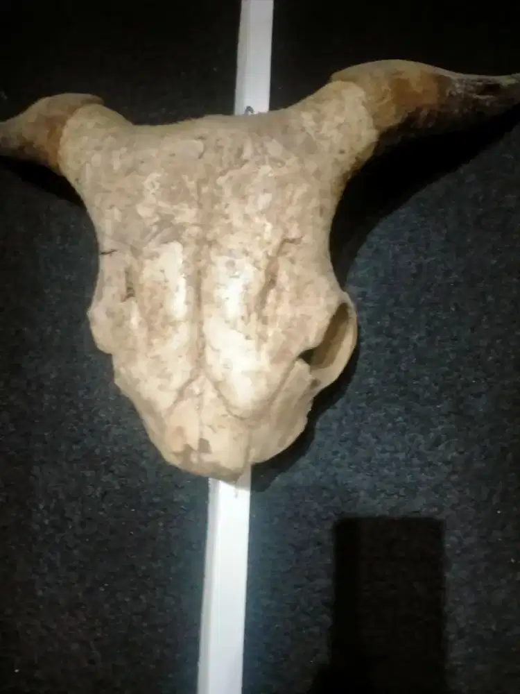 Kerangka kepala sapi asli