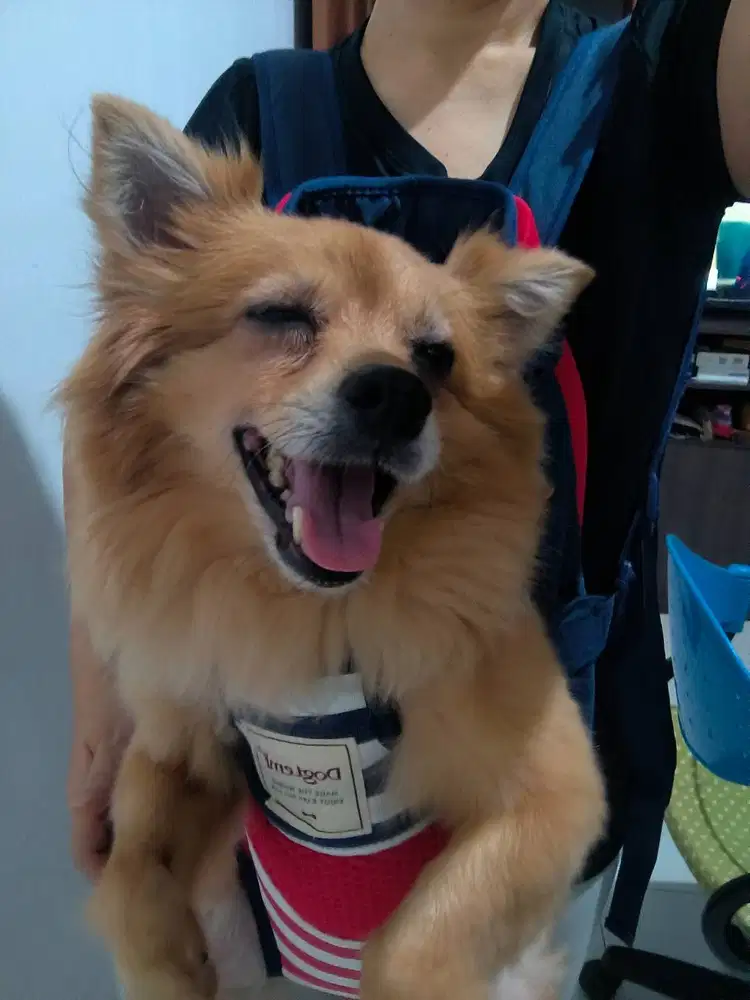 Dicari ART PP daerah Kembangan Jakarta Barat