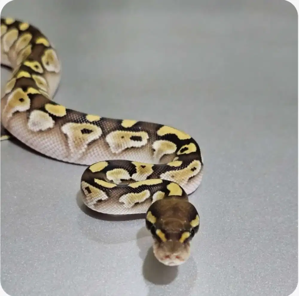 Ballpython lesser plus female