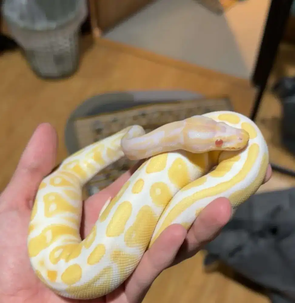 Ballpython albino high contrast male