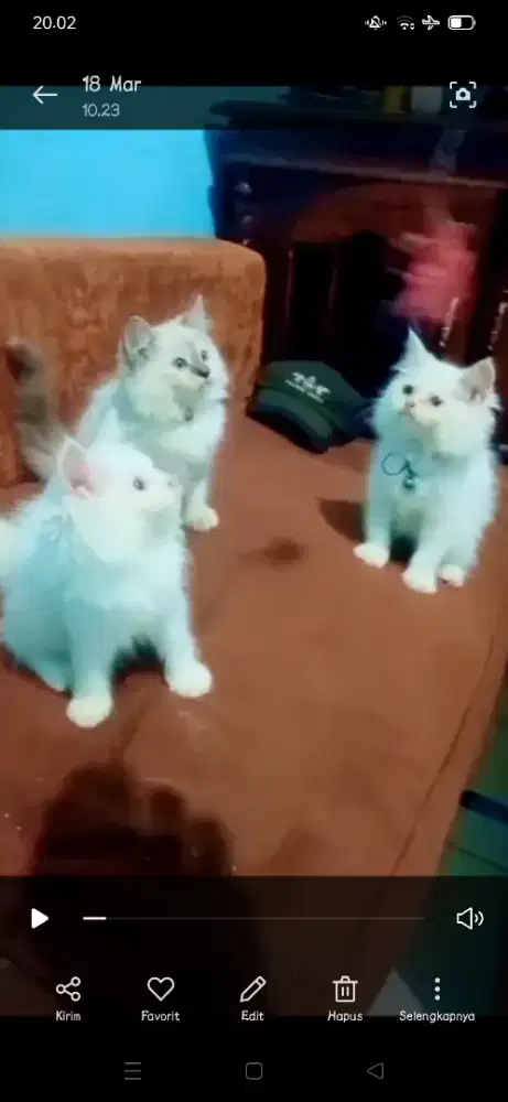 Kucing Persia Mix Ragdoll