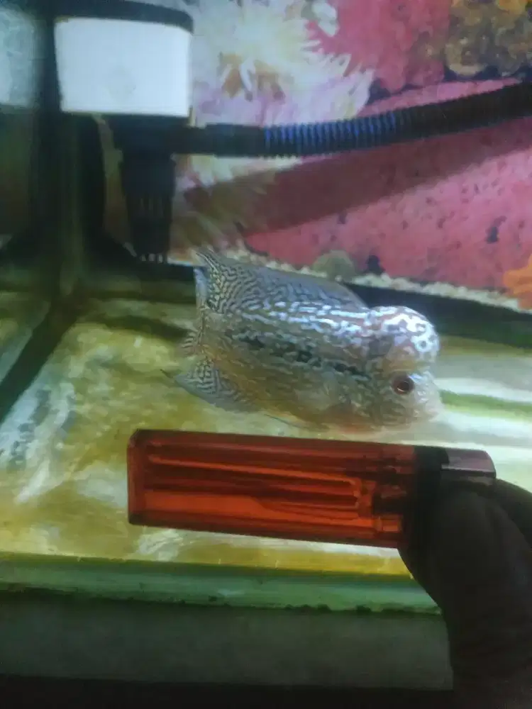 Louhan Kamfa cilnong