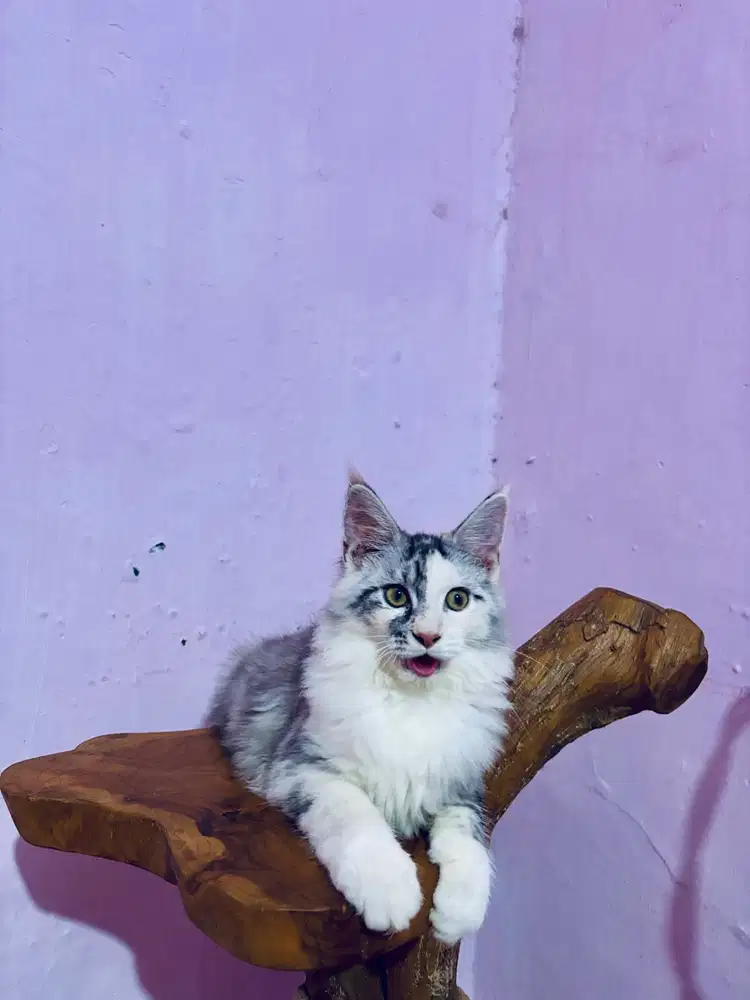 Kitten Maine coon Mainecoon Kucing