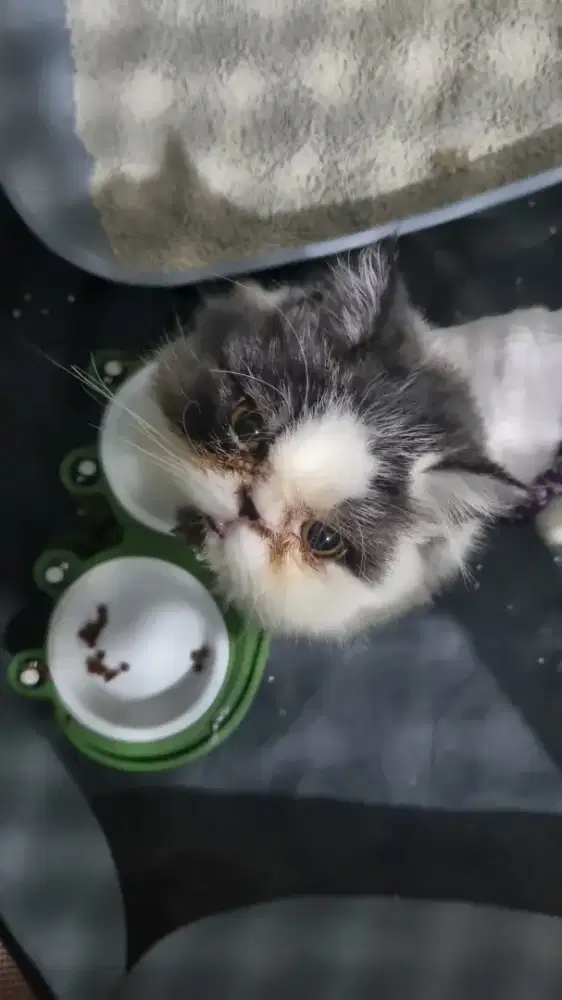 Open adop, kitten peaknose