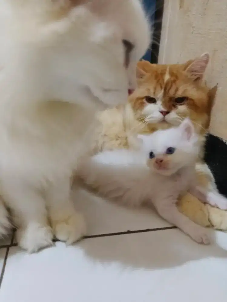 Kucing persia platnos