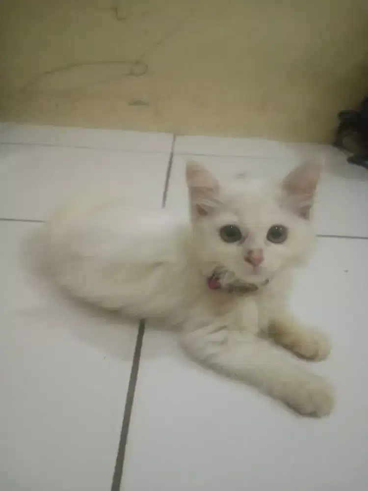 kitten Persia betina