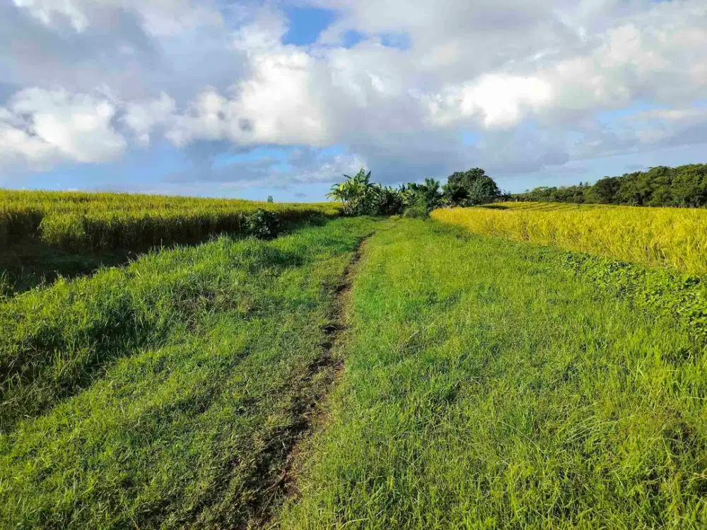 jual tanah zona pink 1000m2/10 are hrga90 jt/ are.lok tangguntiti