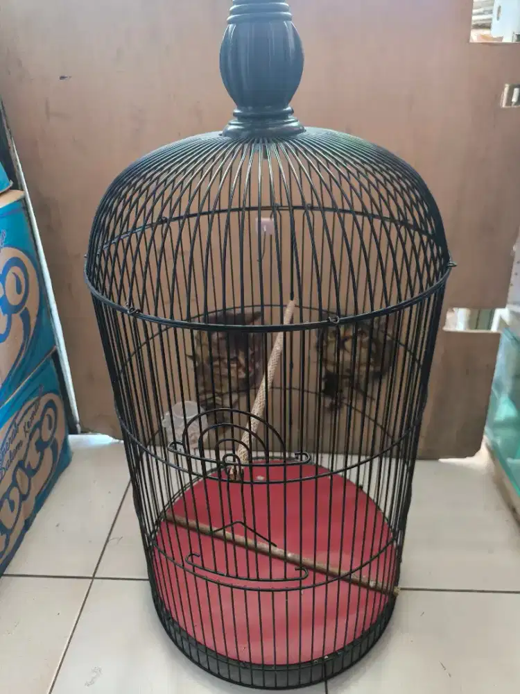 Sangkar lb ruji tebal tanpa tebok