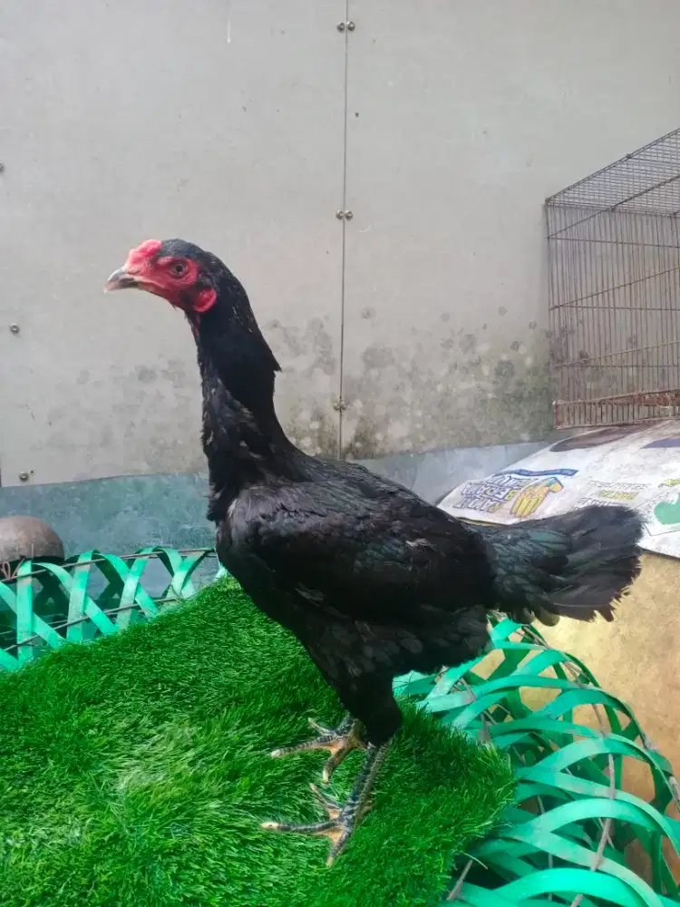 Ayam Bangkok/ayam pakoy manideng Banon,biang,betina