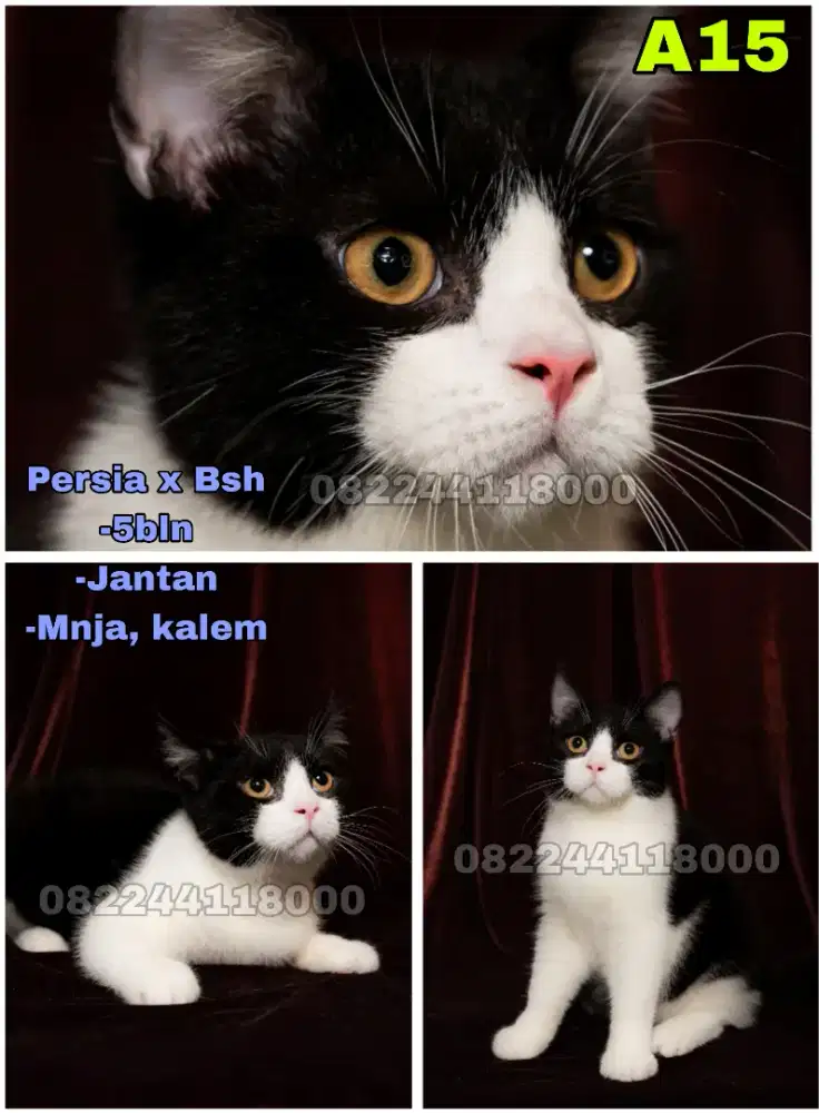 Kucing Persia x Bsh (Bicolor)