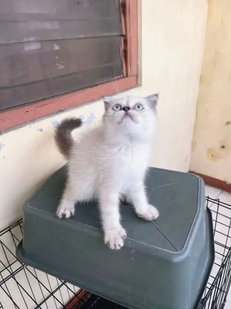 kucing scottish fold