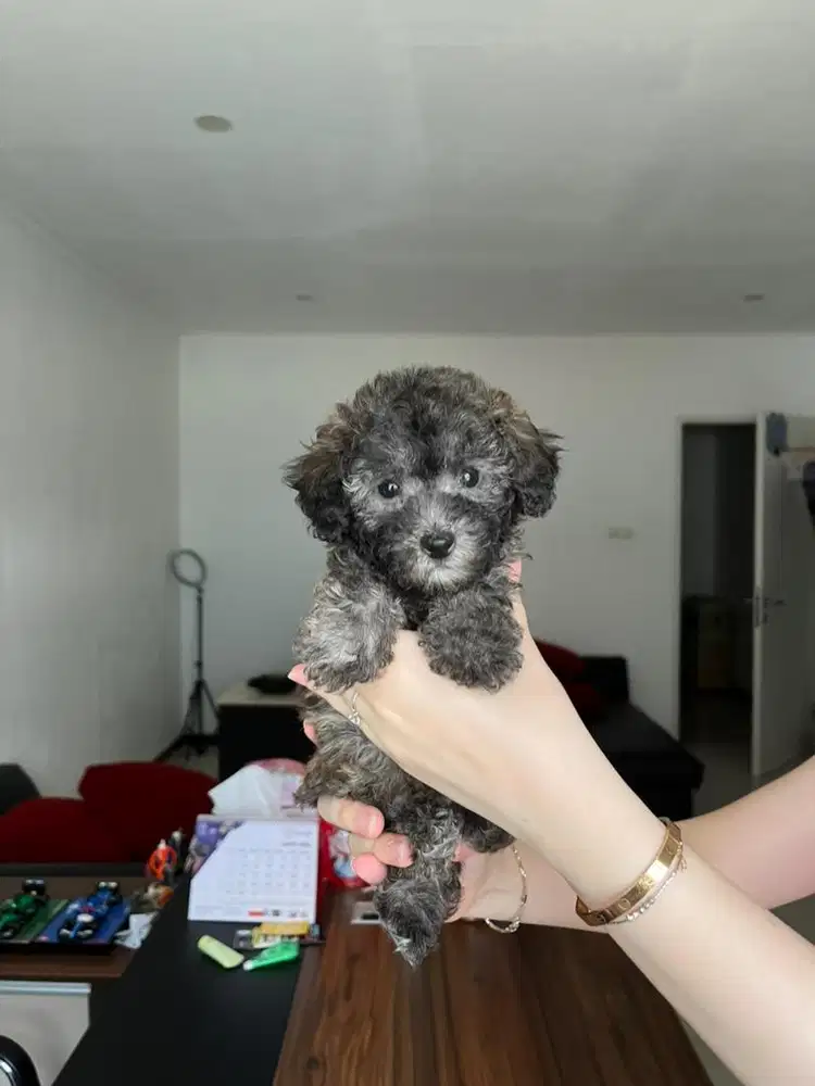 Silver Poodle Jantan Male