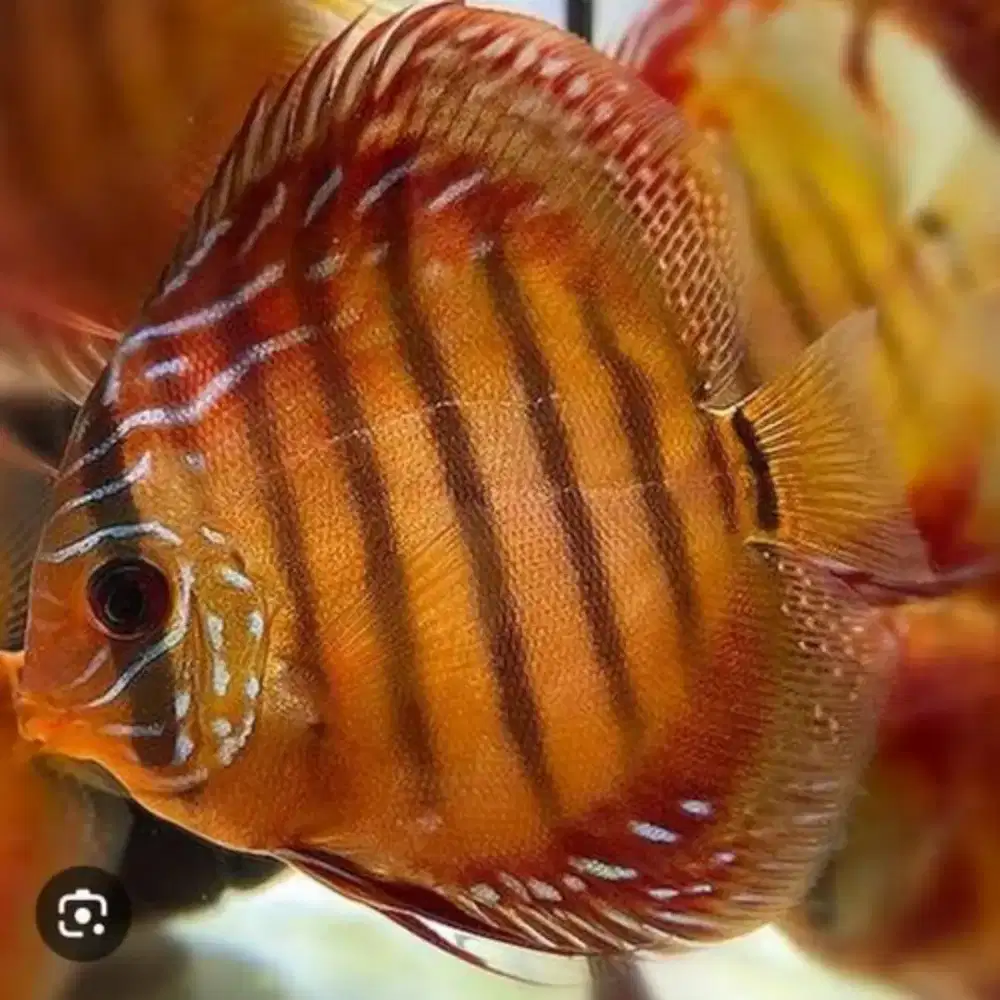 Ikan hias aquarium akuarium aquascape discus turquoise alenquer 3,5 in
