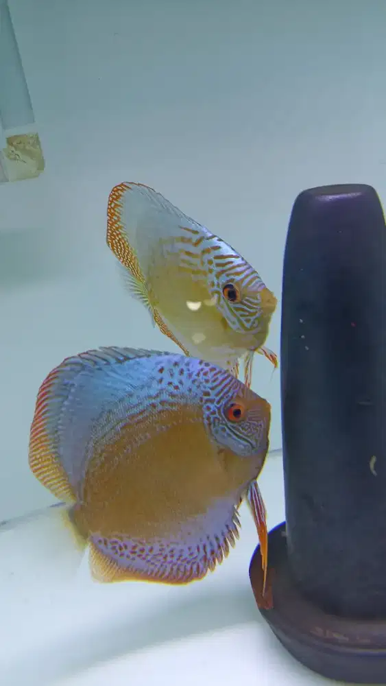 Ikan hias aquarium discus blue scorpion 4,5 inch fix betina