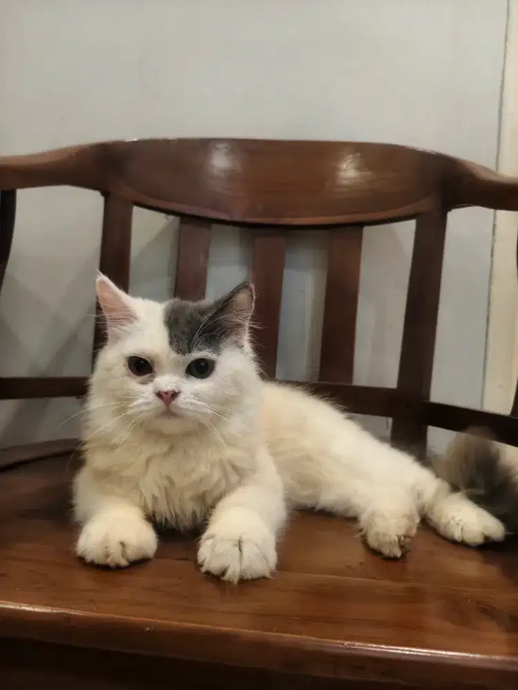 Kitten Persian Jantan 6bln