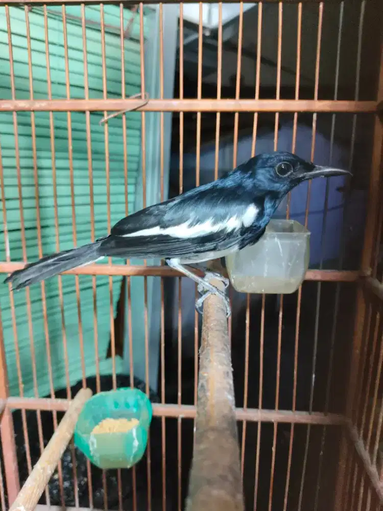 Kacer Jantan agak jinak