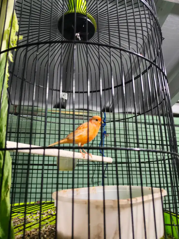 Kenari Merlok Harian Bunyi