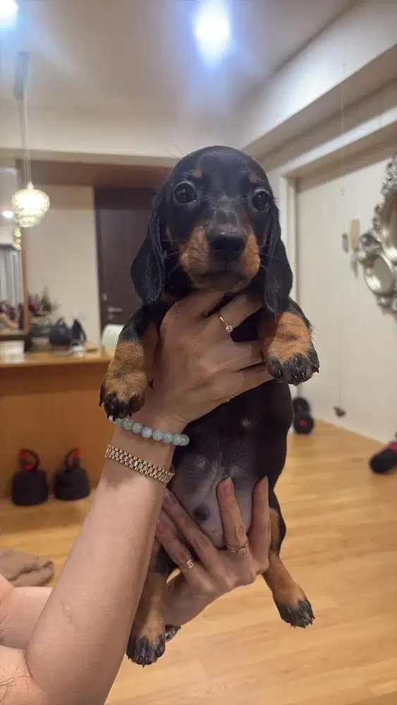 Opent Adopt mini Tekel High Quality