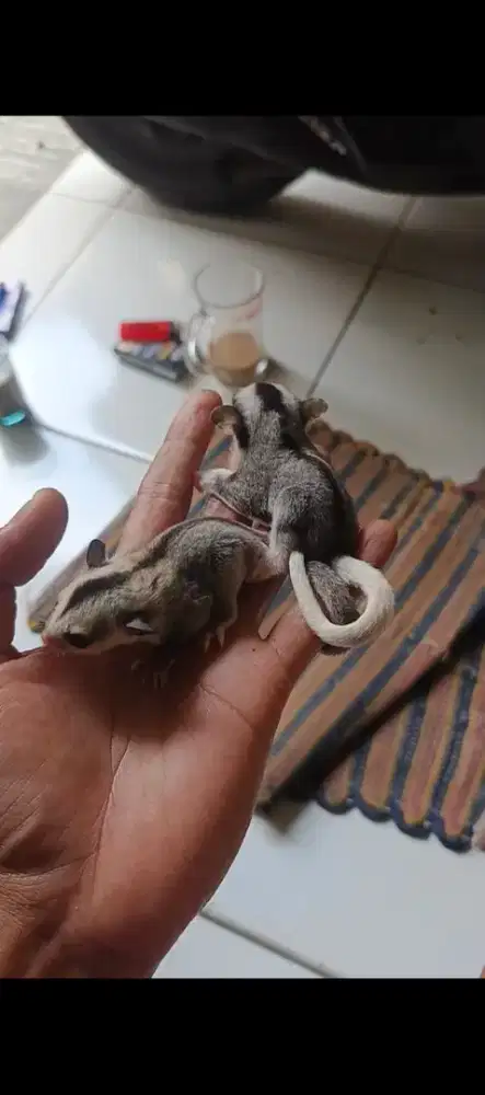 joey sugar glaider jantan dan betina